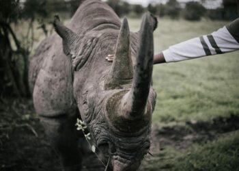 Saving Rhinos: Working Together in Hluhluwe iMfolozi Park