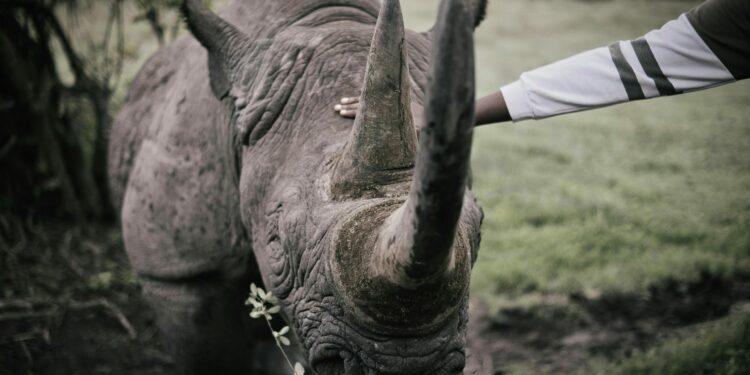 Saving Rhinos: Working Together in Hluhluwe iMfolozi Park