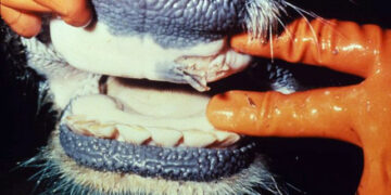 Foot-and-Mouth Disease Cripples South Africa’s Red Meat Industry, but New Plan Offers Hope for Recovery