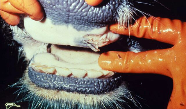 Foot-and-Mouth Disease Cripples South Africa’s Red Meat Industry, but New Plan Offers Hope for Recovery